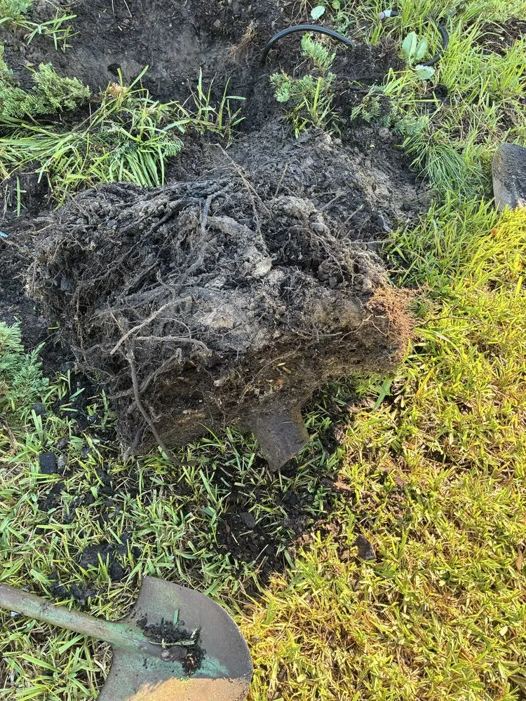 Trusted landscape design for beautiful yards in Jacksonville, FL by J&A Tree Removal