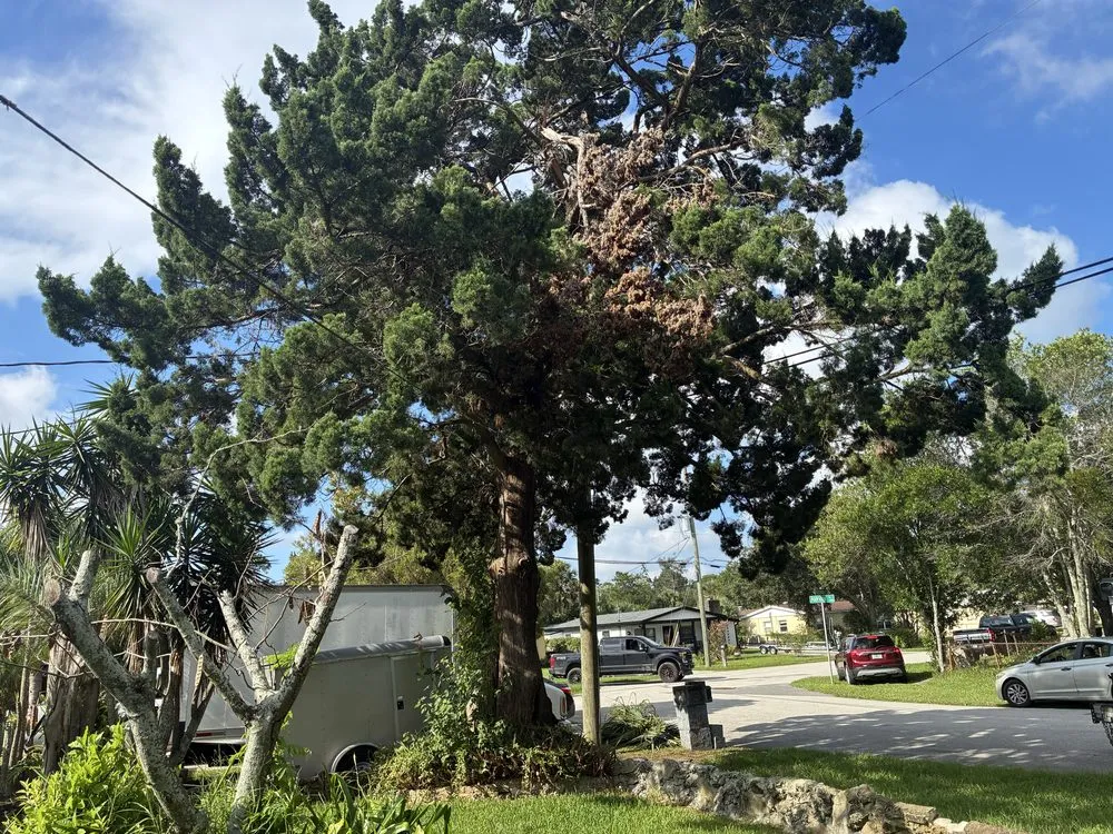 Top-rated yard maintenance for outdoor upgrades in Jacksonville, FL by J&A Tree Removal