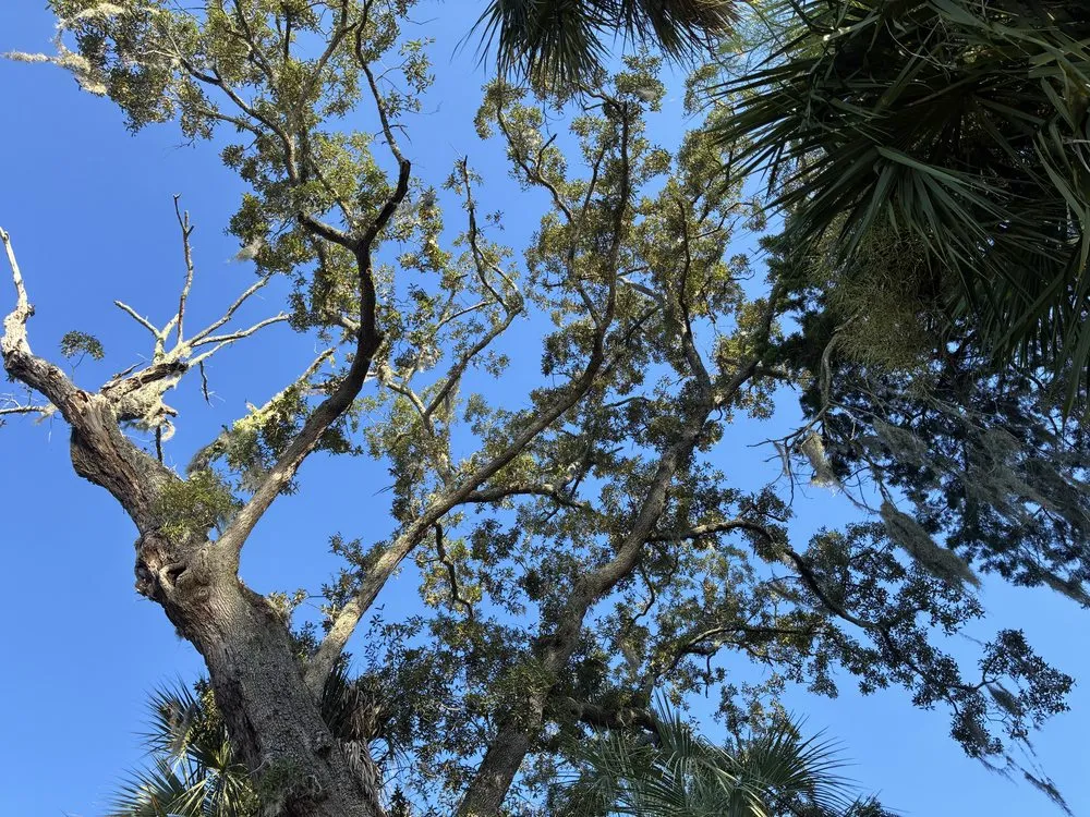 Reliable landscape installation for outdoor upgrades across Jacksonville, FL - J&A Tree Removal