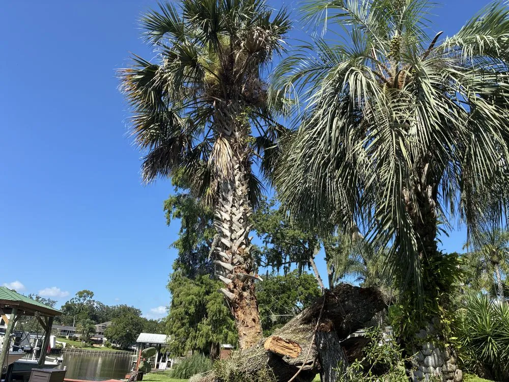 Affordable outdoor landscaping in Jacksonville, FL by J&A Tree Removal