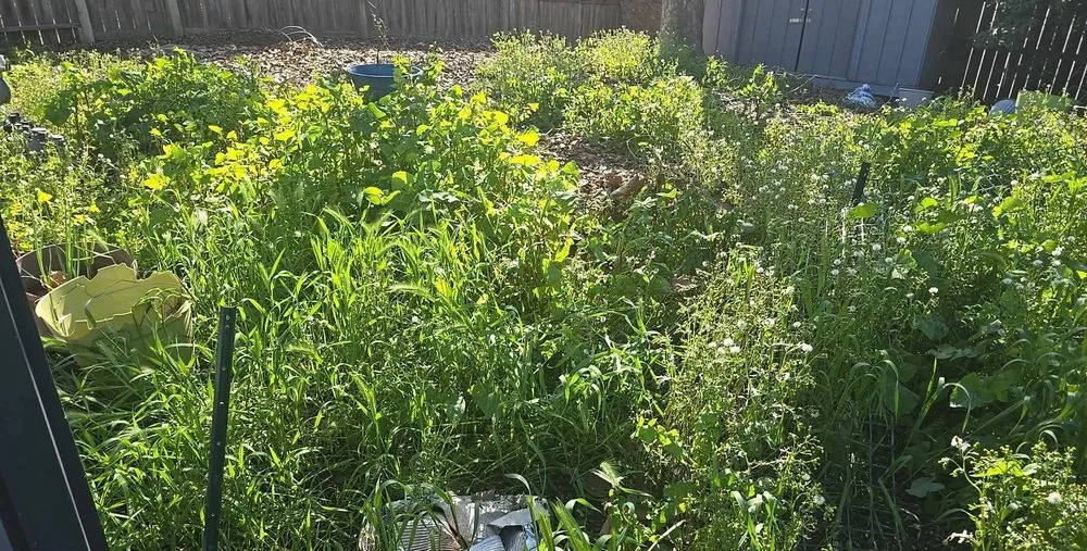 Affordable yard maintenance for outdoor upgrades in Carmichael, CA by Jaakes Mowtives