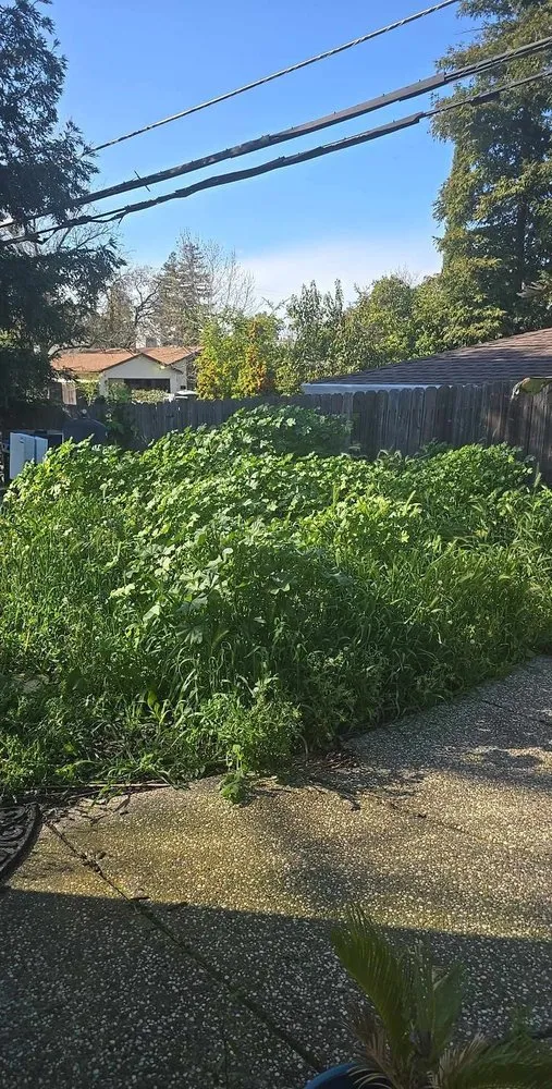 Top-rated yard cleanup service experts serving Carmichael, CA - Jaakes Mowtives