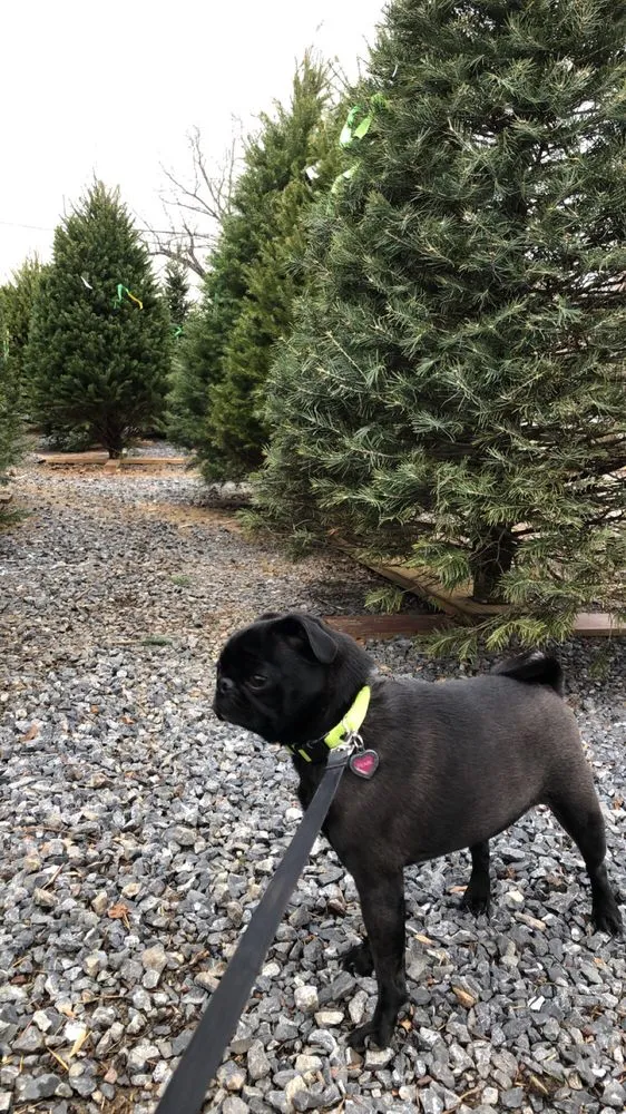 Professional yard cleanup service in Reading, PA by Jablonski Landscaping & Maintenance