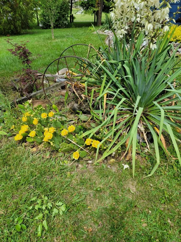 Expert lawn mowing service experts serving Custar, OH - JAC Lawn Care