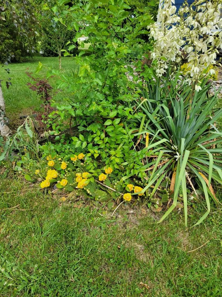 Professional landscape design for residential properties across Custar, OH - JAC Lawn Care