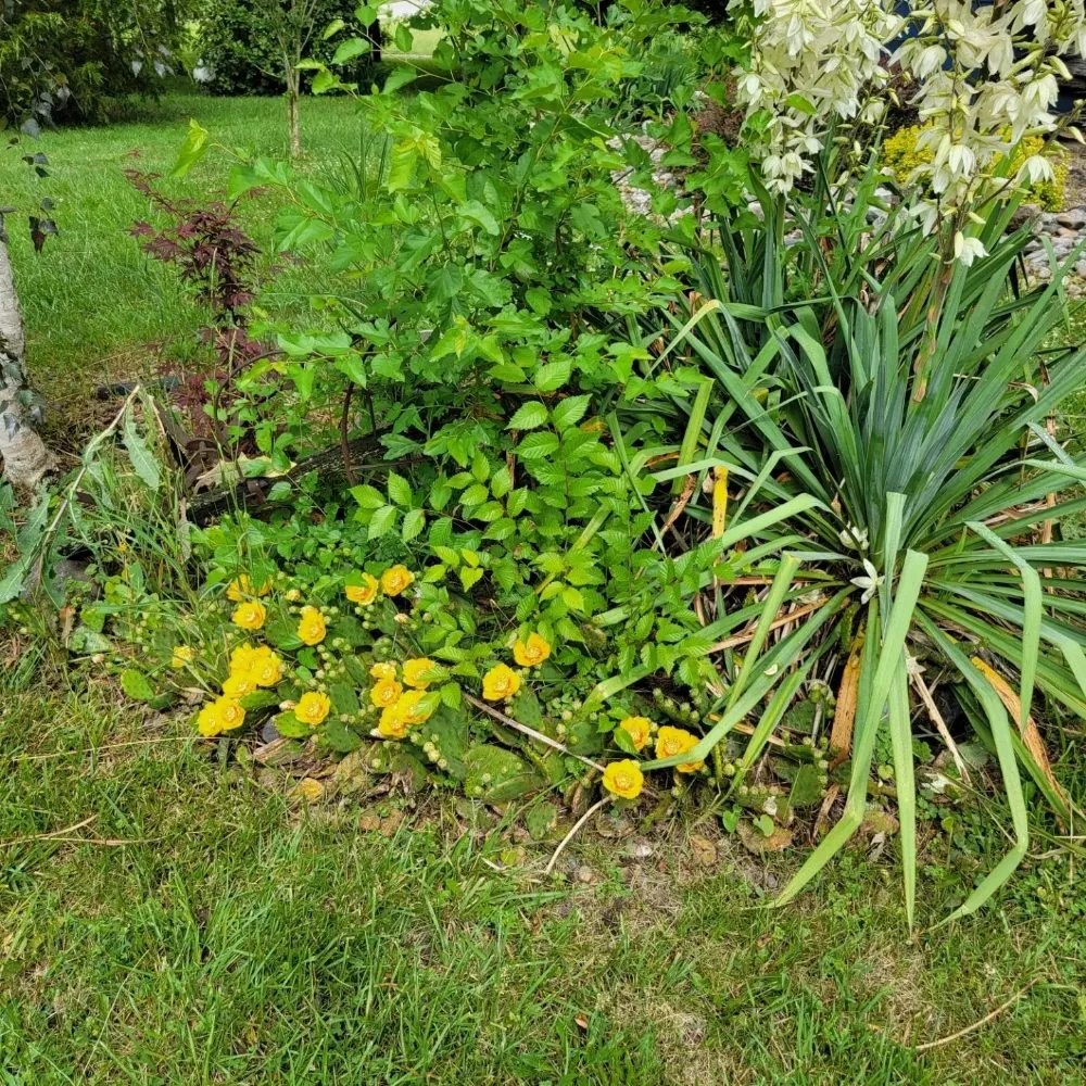 Reliable residential landscaping in Custar, OH by JAC Lawn Care