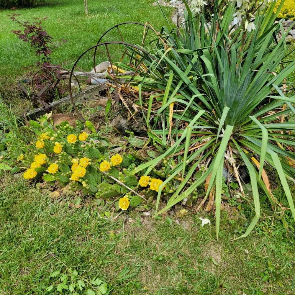 Affordable yard cleanup service near you in Custar, OH by JAC Lawn Care