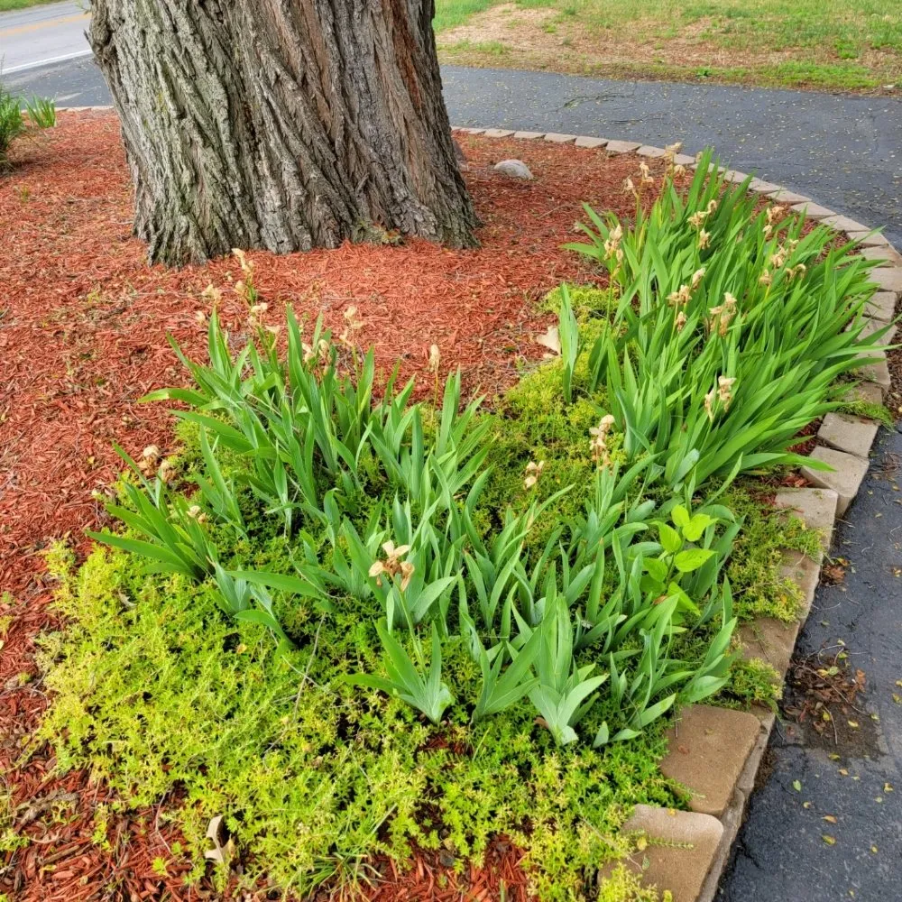 Expert yard maintenance for beautiful yards in Custar, OH by JAC Lawn Care