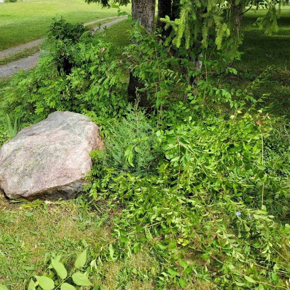 Expert yard cleanup service for beautiful yards in Custar, OH by JAC Lawn Care