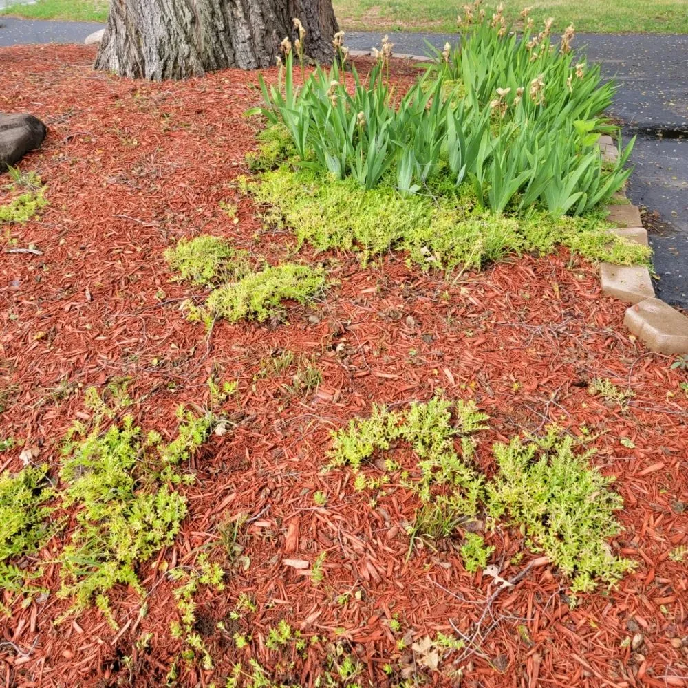 Local yard cleanup service in Custar, OH - JAC Lawn Care