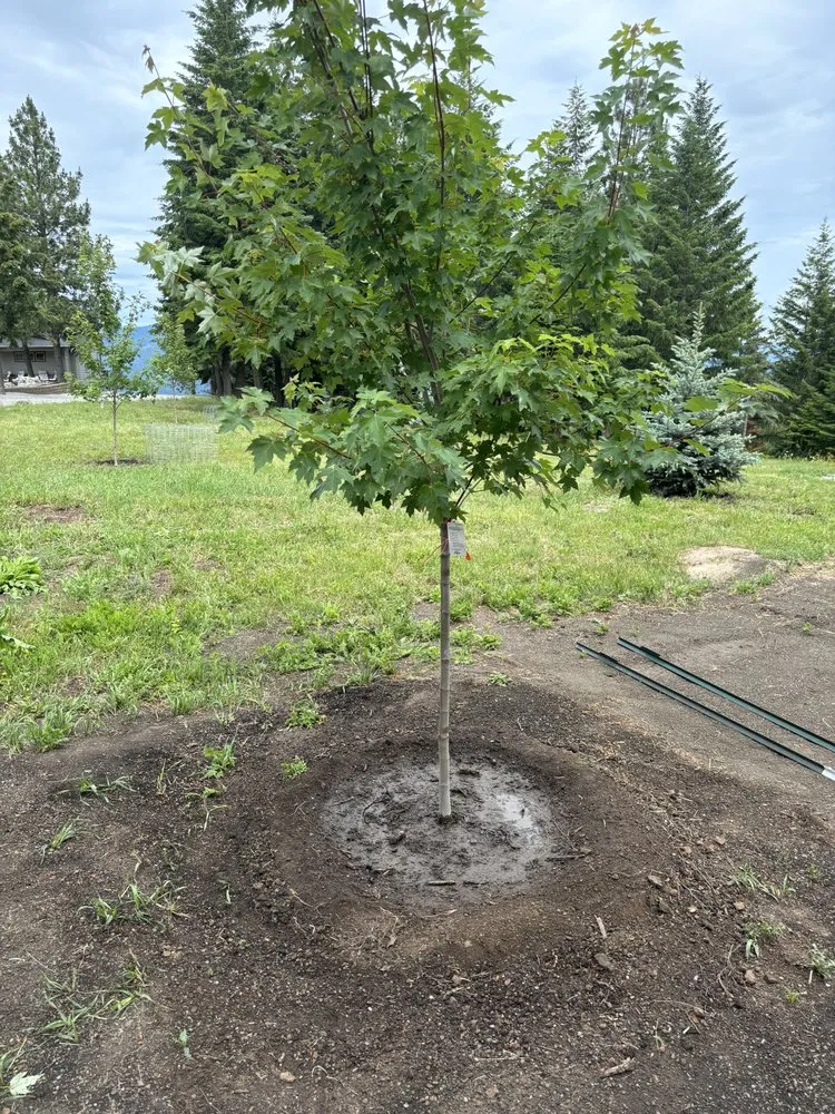 Expert yard cleanup service for homes in Elk, WA by Jac of All Trades