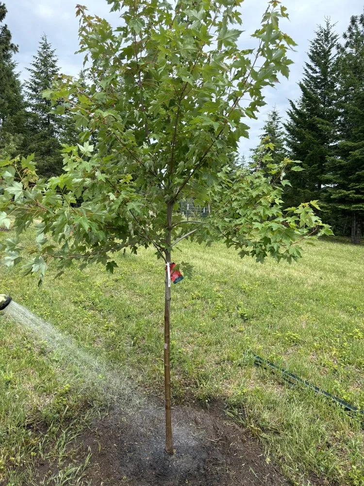 Affordable lawn mowing service in Elk, WA by Jac of All Trades