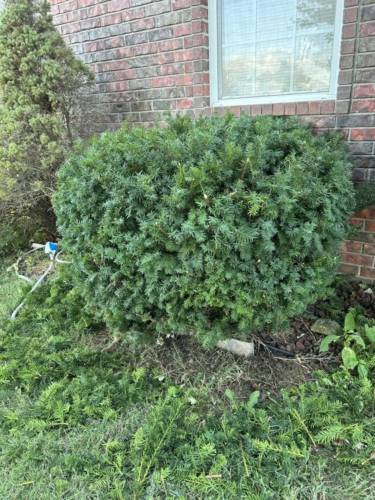 Reliable landscape design in Battlefield, MO by Jace’s Lawn Care