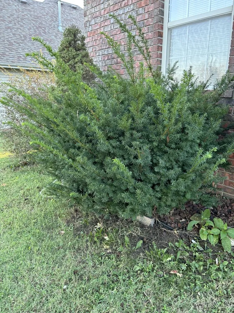 Expert landscape installation in Battlefield, MO by Jace’s Lawn Care