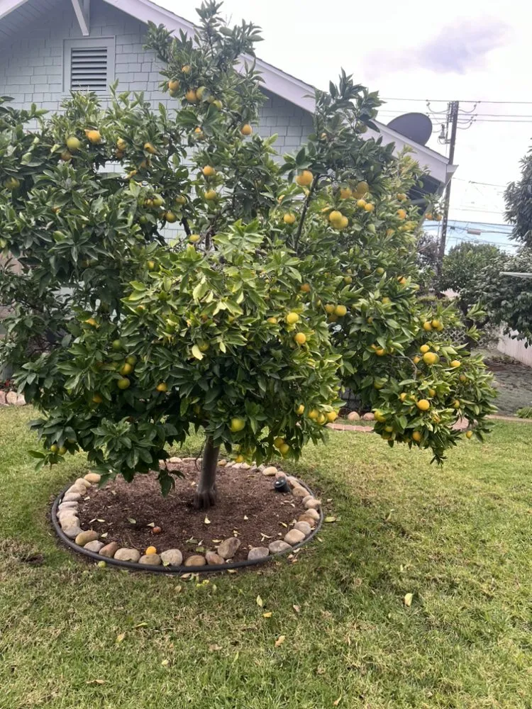 Professional yard maintenance experts serving Santa Barbara, CA - Jacinto's Landscape and Maintenance