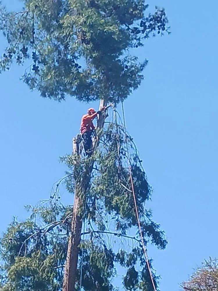 Expert landscape installation experts serving Encinitas, CA - Jacinto's Landscaping & Construction