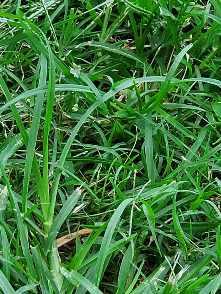 Local garden landscaping in Welling, OK - Jack B's Lawn Care