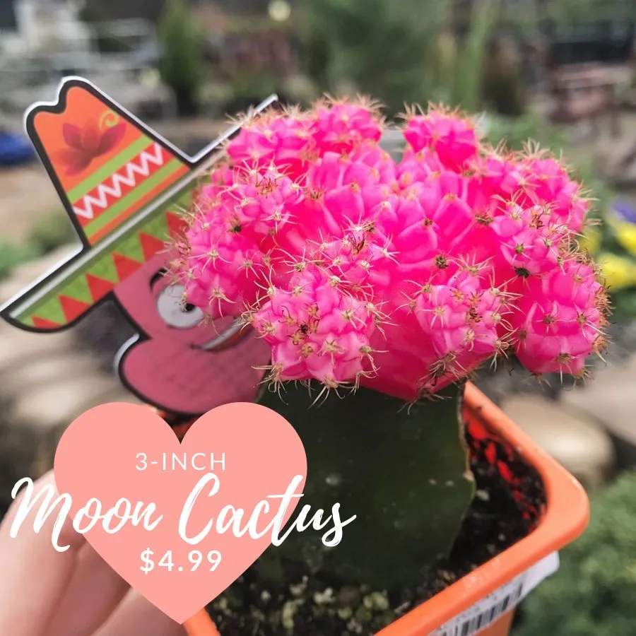 Expert residential landscaping for year-round maintenance in Virginia Beach, VA by Jack Frost