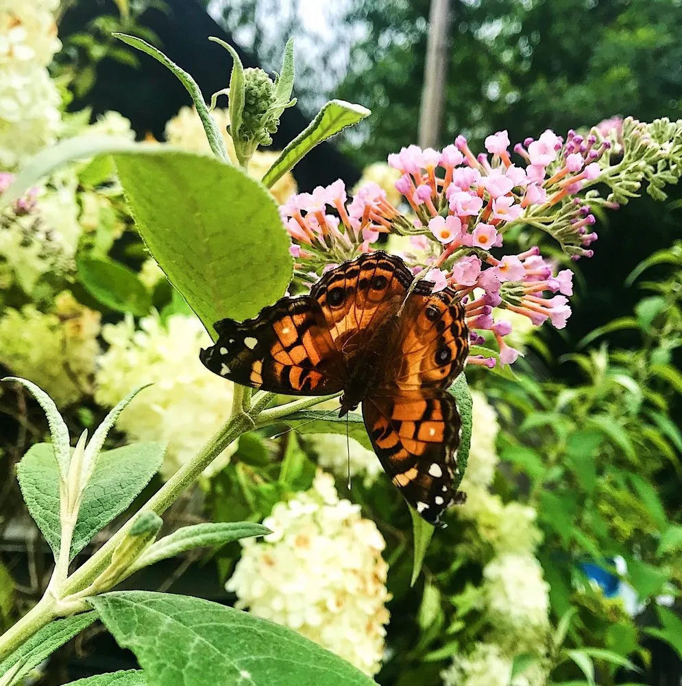 Expert outdoor landscaping for outdoor upgrades across Virginia Beach, VA - Jack Frost