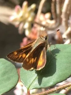 Jack Haley Exterior Logo