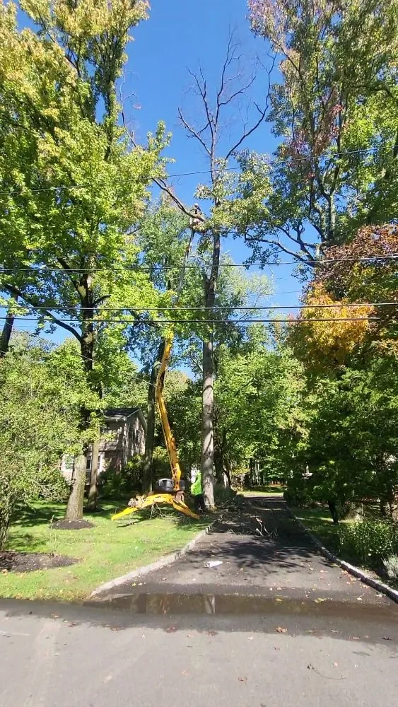 Affordable lawn mowing service in Piscataway, NJ by Jack 'N All Trades