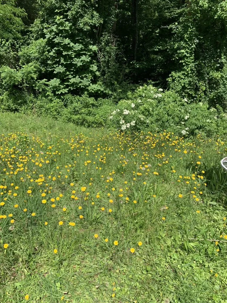 Trusted lawn care service in Thurmond, NC by Jack Of All Trades