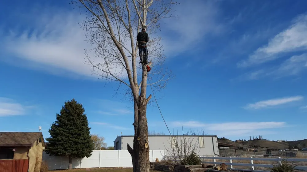 Professional yard maintenance in Helper, UT - Jack Of All Traits