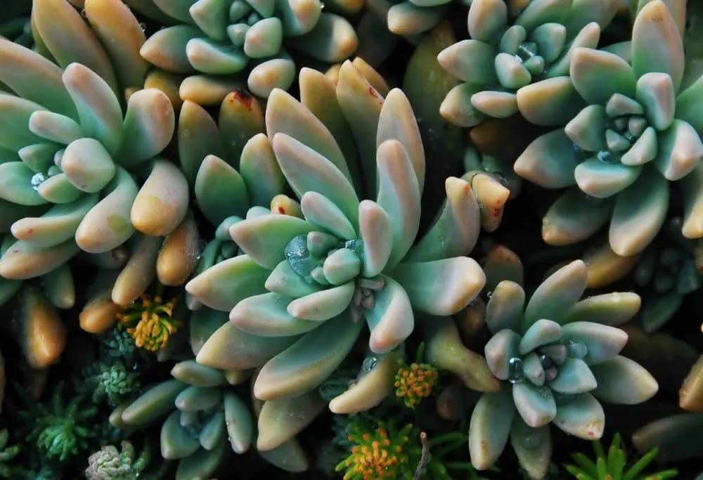 Local landscape installation for year-round maintenance in Fayetteville, AR by Jackie Jasper Garden Design