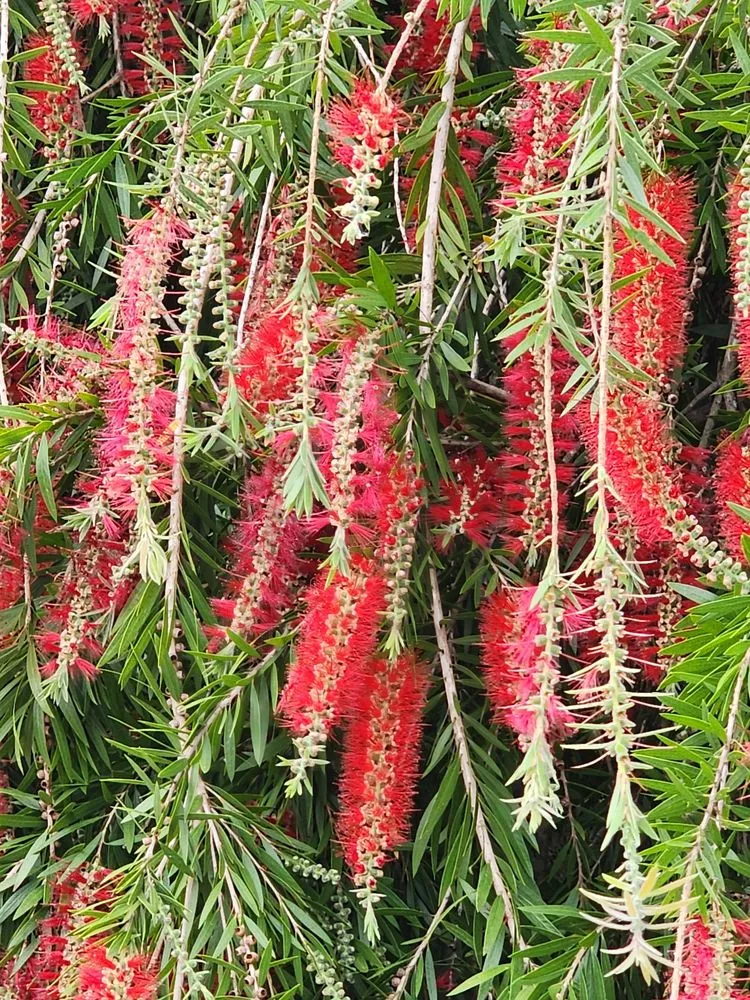 Top-rated residential landscaping in Orlando, FL by Jack's Lawn Care