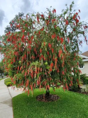 Jack's Lawn Care Logo
