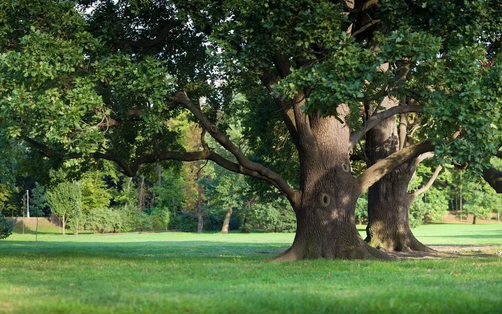 Affordable yard maintenance in Posen, IL by Jackson Arbor & Outdoor Services