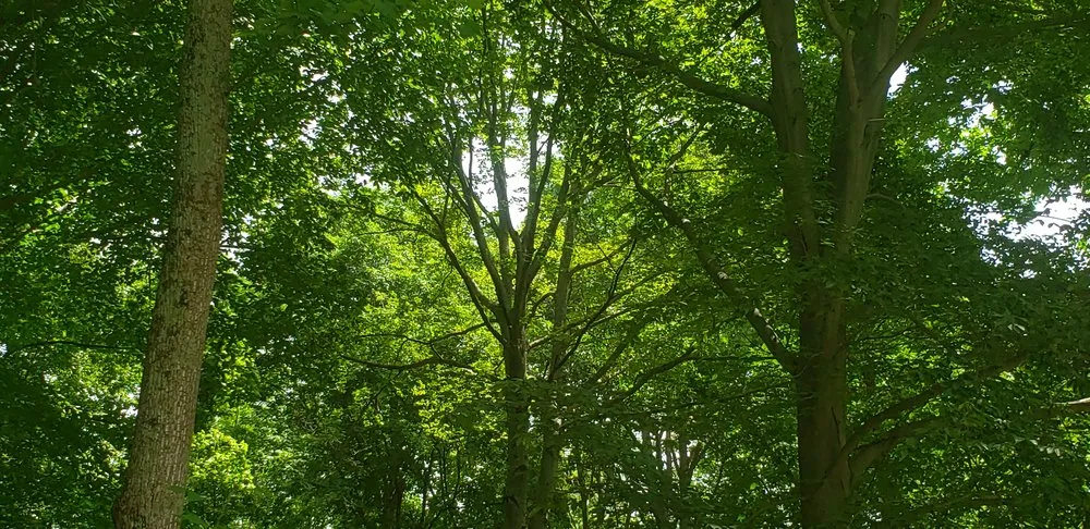 Reliable landscape design for residential properties in Posen, IL by Jackson Arbor & Outdoor Services