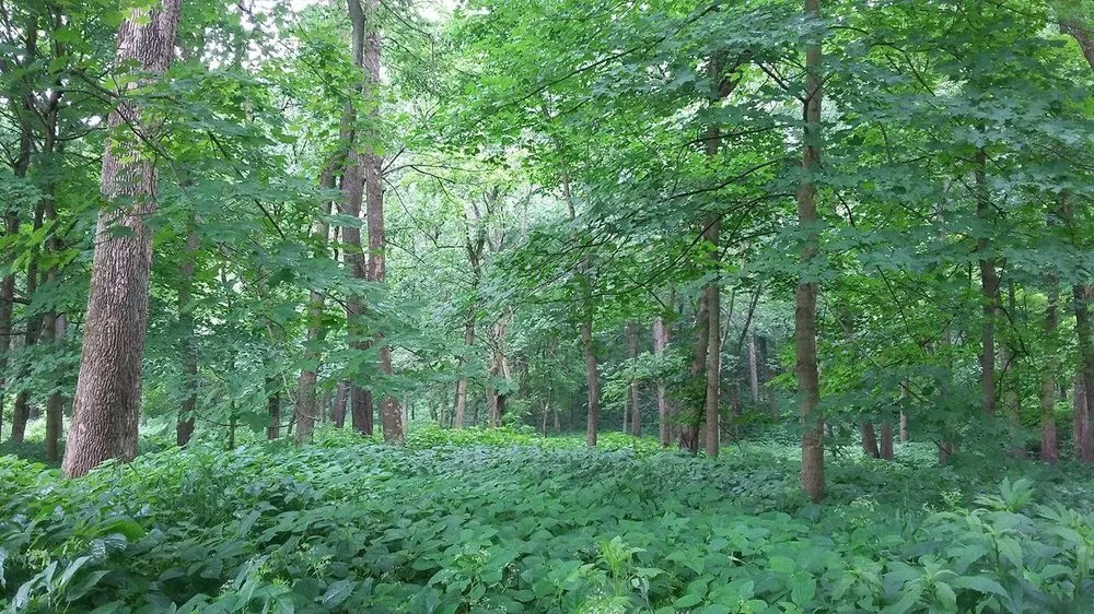 Professional outdoor landscaping experts serving Posen, IL - Jackson Arbor & Outdoor Services