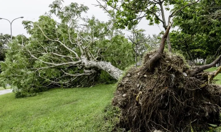 Trusted garden landscaping in Posen, IL - Jackson Arbor & Outdoor Services
