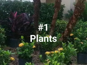 Professional residential landscaping experts serving Clermont, FL - Jackson Landscaping