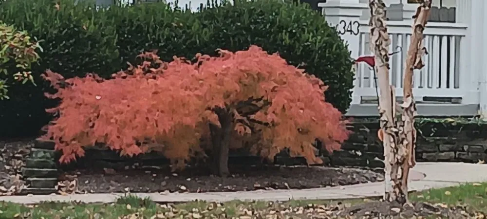 Local landscaping services in Columbus, OH - Jackson Renovations