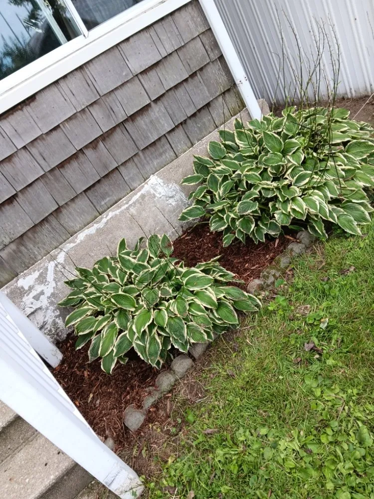 Trusted lawn care service for residential properties in Jackson, MI by Jackson Repta Lawn Care and More