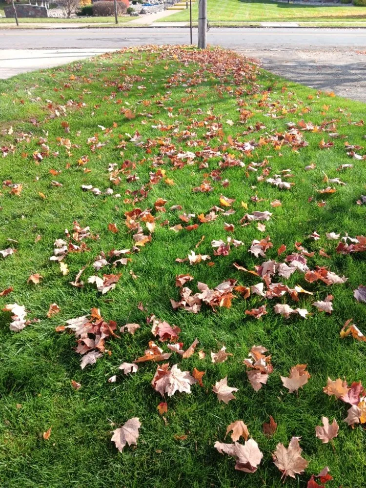 Professional landscape design in Jackson, MI - Jackson Repta Lawn Care and More