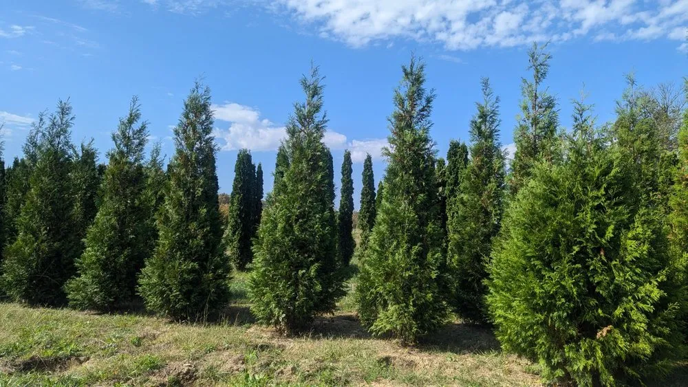 Local outdoor landscaping in Greensburg, IN by Jackson's Nursery
