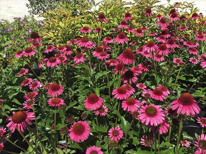 Top-rated garden landscaping experts serving Greensburg, IN - Jackson's Nursery