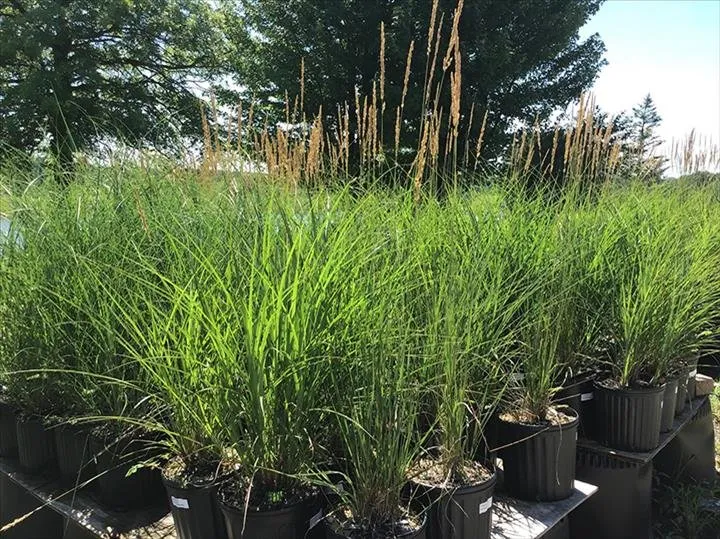 Reliable outdoor landscaping for outdoor upgrades in Greensburg, IN by Jackson's Nursery