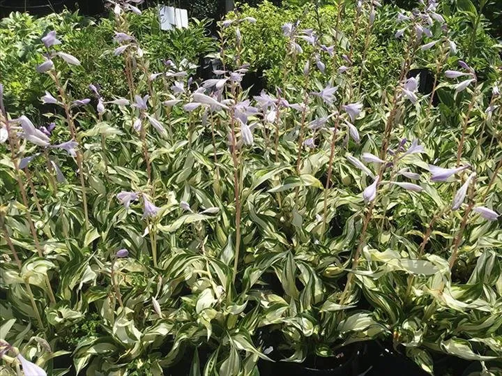 Professional landscaping services for outdoor upgrades across Greensburg, IN - Jackson's Nursery