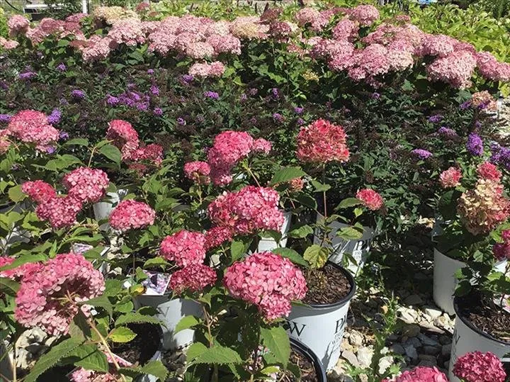 Local landscape design with custom design in Greensburg, IN by Jackson's Nursery