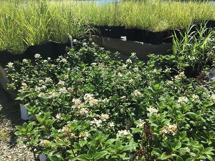 Local outdoor landscaping for year-round maintenance across Greensburg, IN - Jackson's Nursery