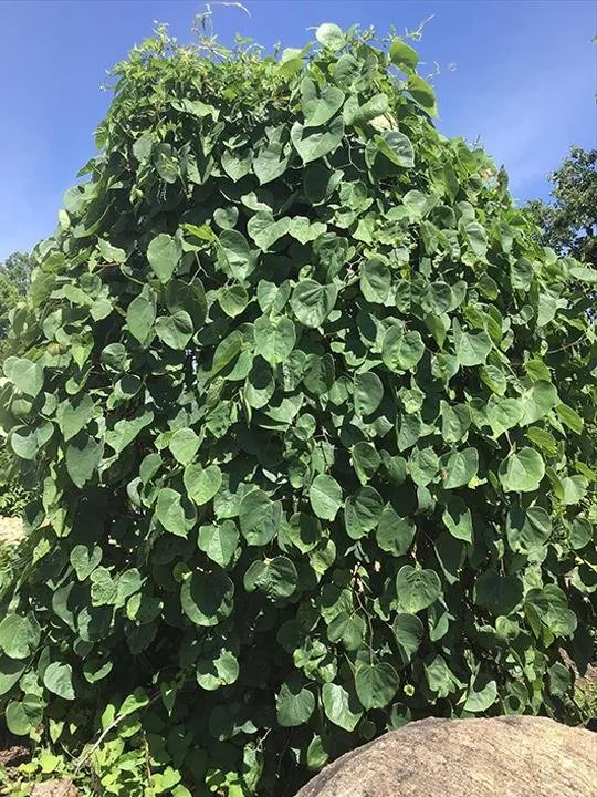 Professional landscape installation for year-round maintenance across Greensburg, IN - Jackson's Nursery