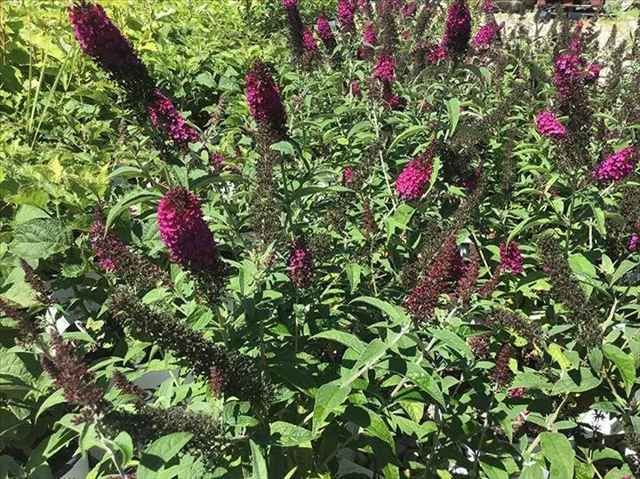 Professional landscaping services for beautiful yards in Greensburg, IN by Jackson's Nursery