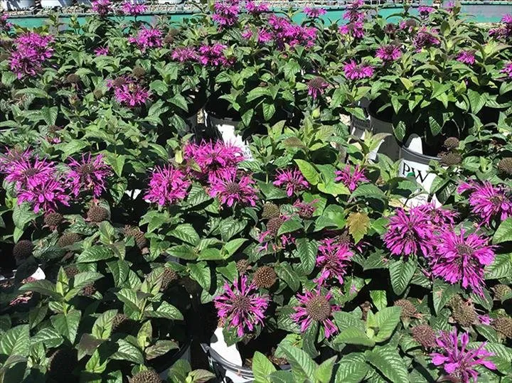 Top-rated landscape installation for beautiful yards across Greensburg, IN - Jackson's Nursery