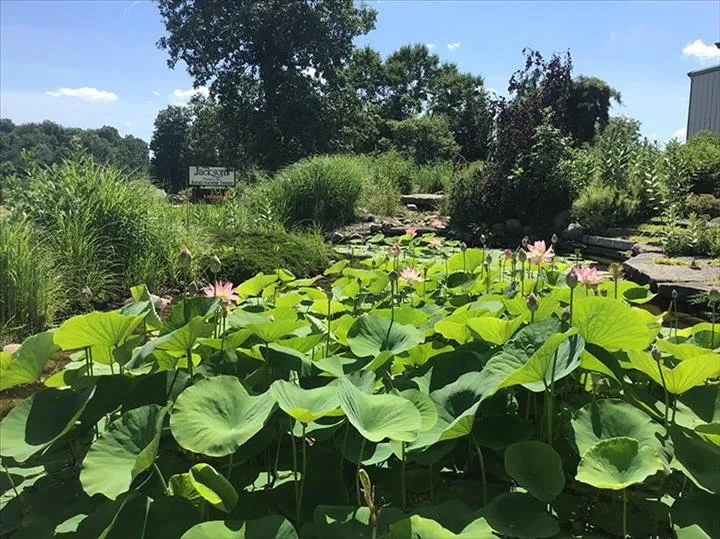 Affordable garden landscaping in Greensburg, IN - Jackson's Nursery