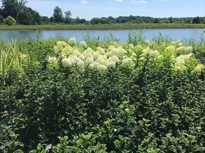 Top-rated landscape installation experts serving Greensburg, IN - Jackson's Nursery