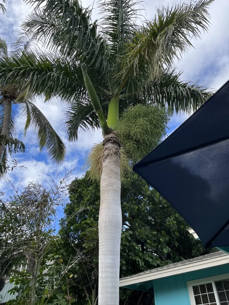 Reliable lawn care service for outdoor upgrades across Kekaha, HI - Jackson’s Yard Landscape & Tree Services